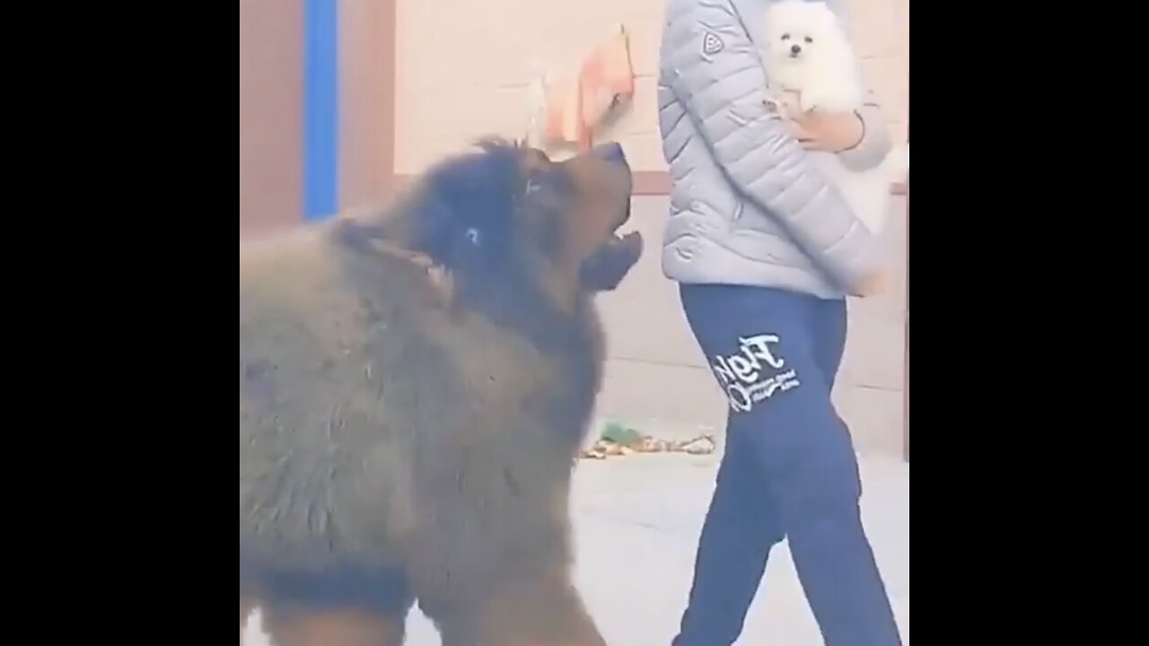 Massive dog just wants to play with the little one