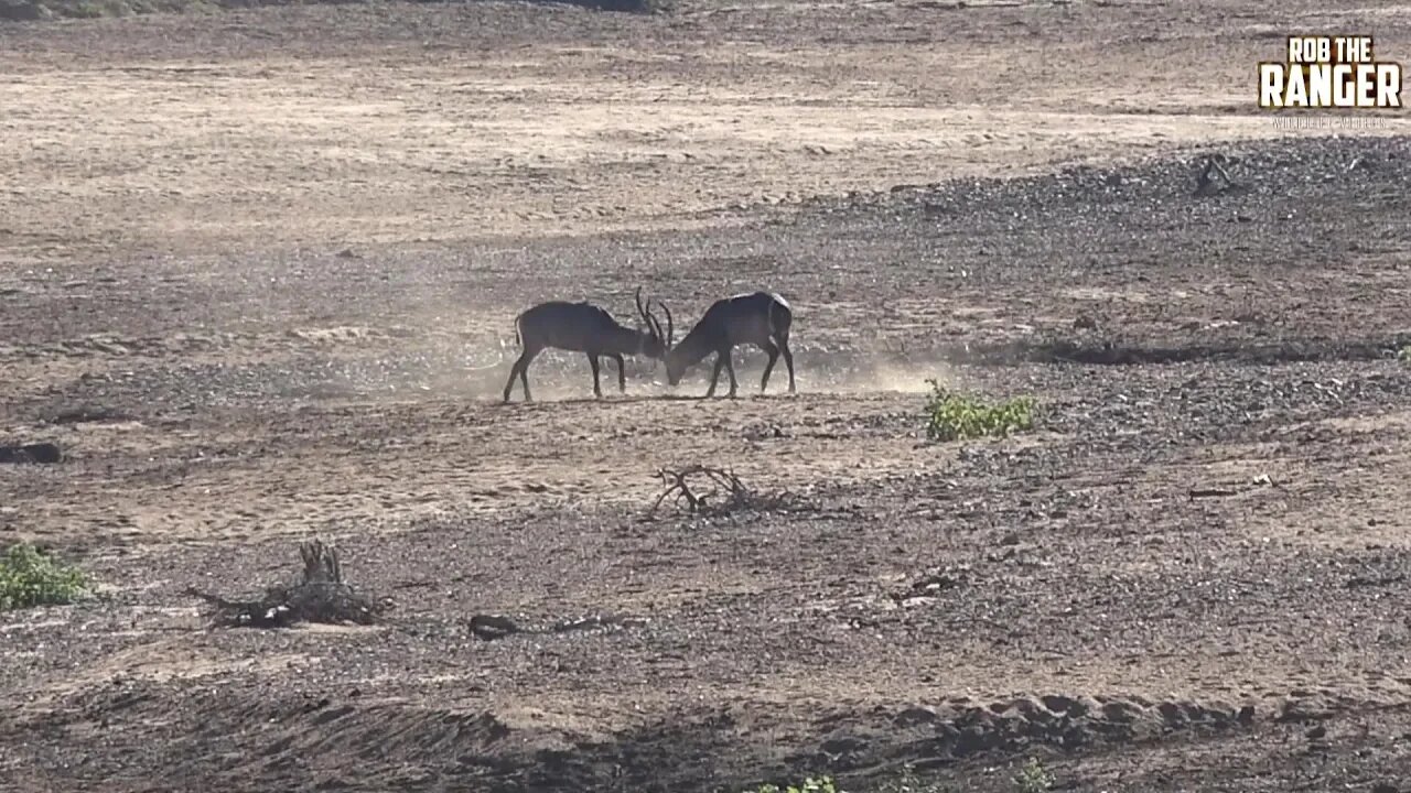 Waterbuck Bulls Fighting | Kruger National Park