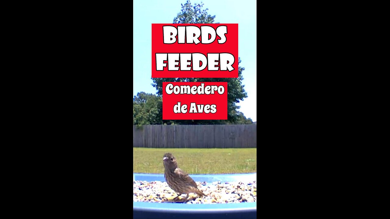 How to build a bird's feeder | Como hacer un comedero de Aves