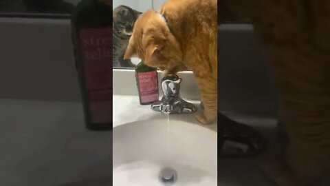 Water is precious..🐈🐾🚰😅