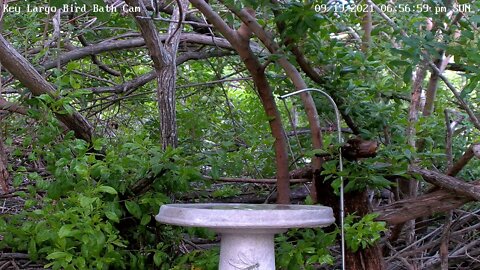 Ovenbird