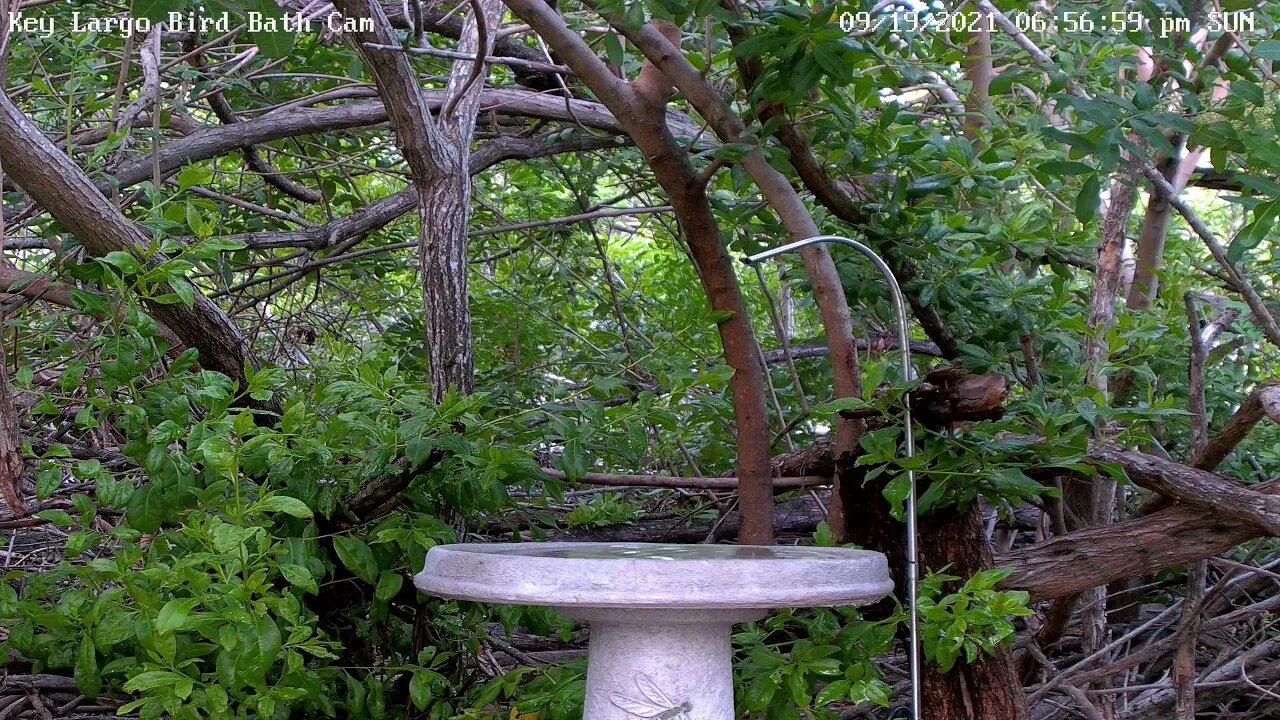 Ovenbird