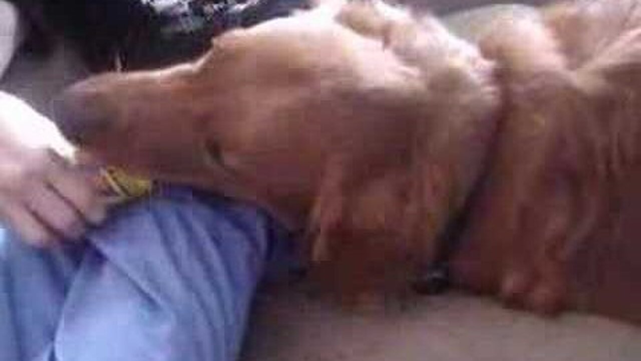 Dog taking the Pounce Treat Challenge - The Saga of Charlie & Prada