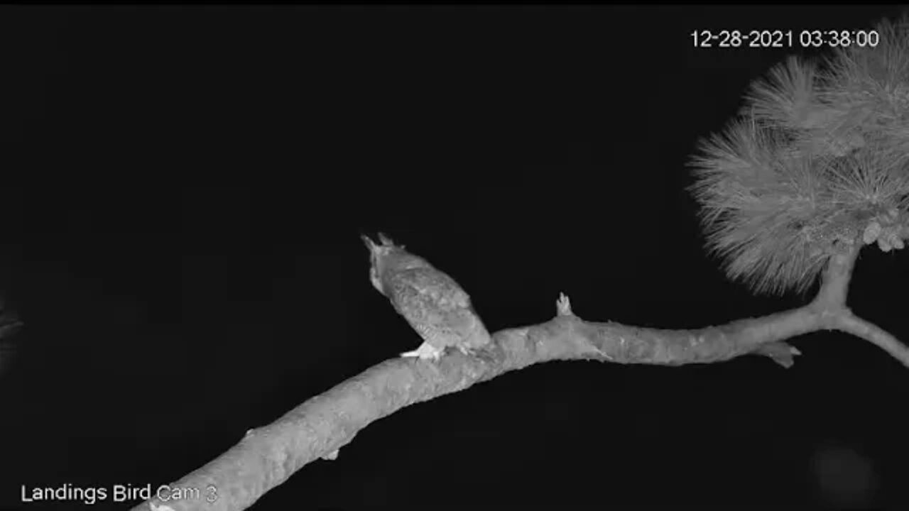 Great Horned Owl-Verbal Visit 🦉 12/28/21 3:38 AM