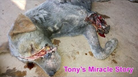 Dog rescued almost dead - watch what happened!