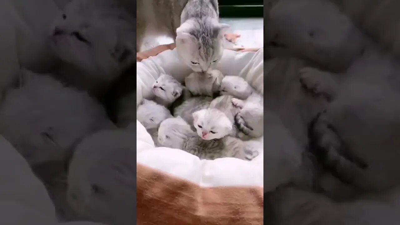 funny cat videos | cute cat videos| cute animals funny cats #shorts #shortsfunny #cutecat #funnycat