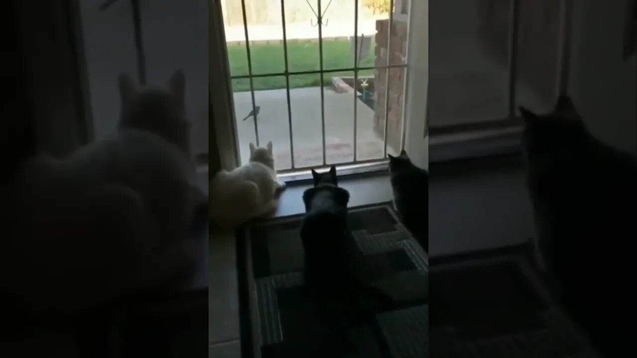 Wait for it....boo! 😂😾🐶