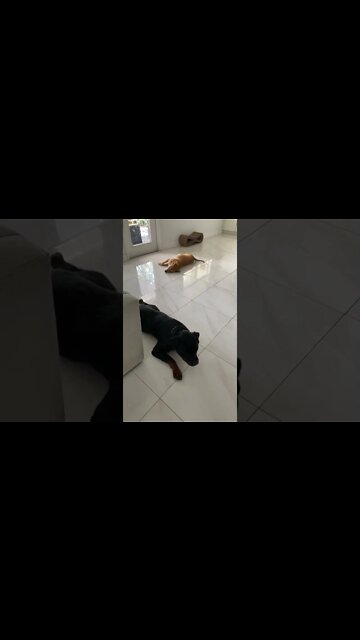 Rescue Rottweiler socializing with cats part 2