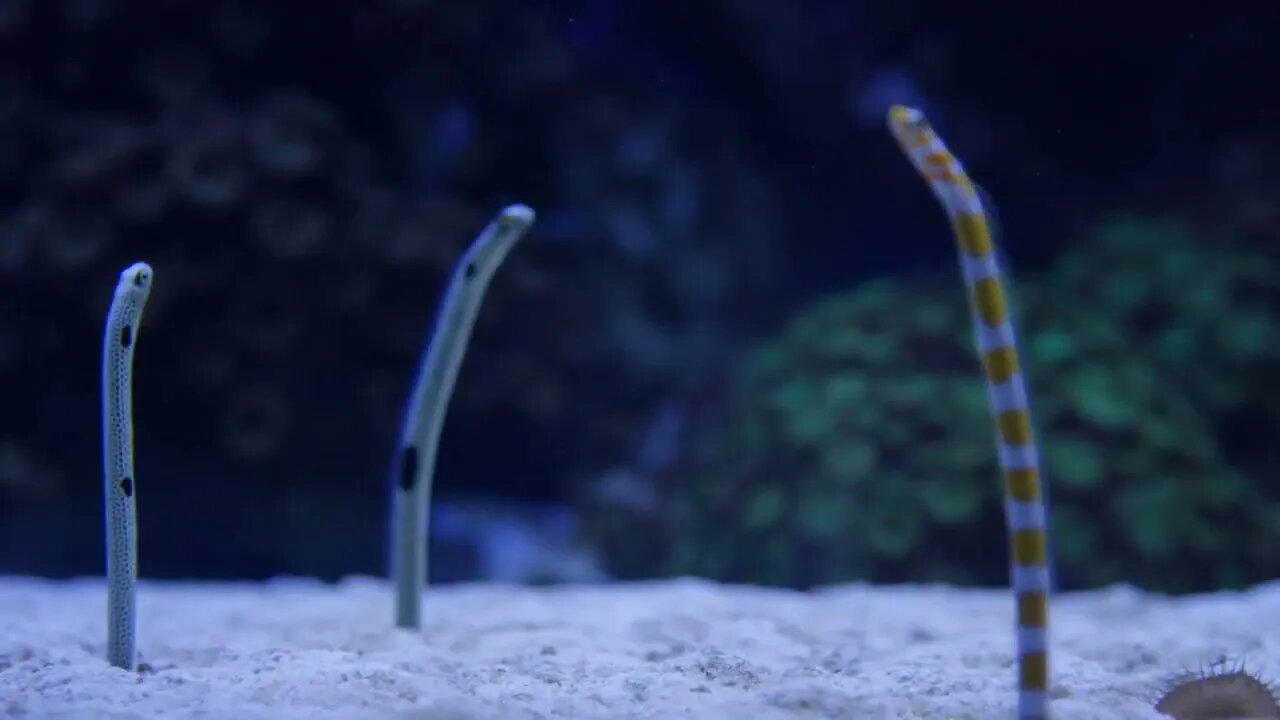 Garden Eel under water slow motion