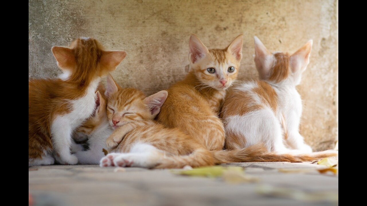 Cat Shake the Tail, Funny Cat Video, Cute Cat Video