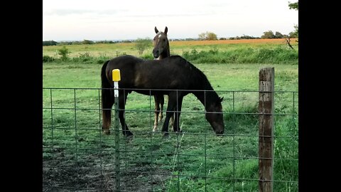 Jan 19th, 2020 - A Nice Morning Feeding The Horses - Talking About Things