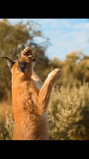 "Wild Cat's Aerial Leap: Capturing Birds in Flight"