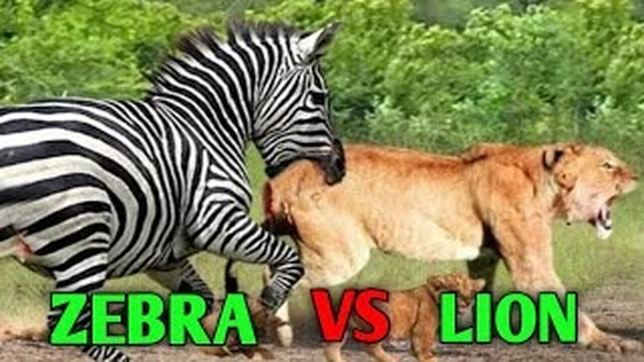 Lion Vs Zebra | Lion Attack Baby Zebra | Zebra Escapes From Lion | Lion Injured On Zebra's Attack |