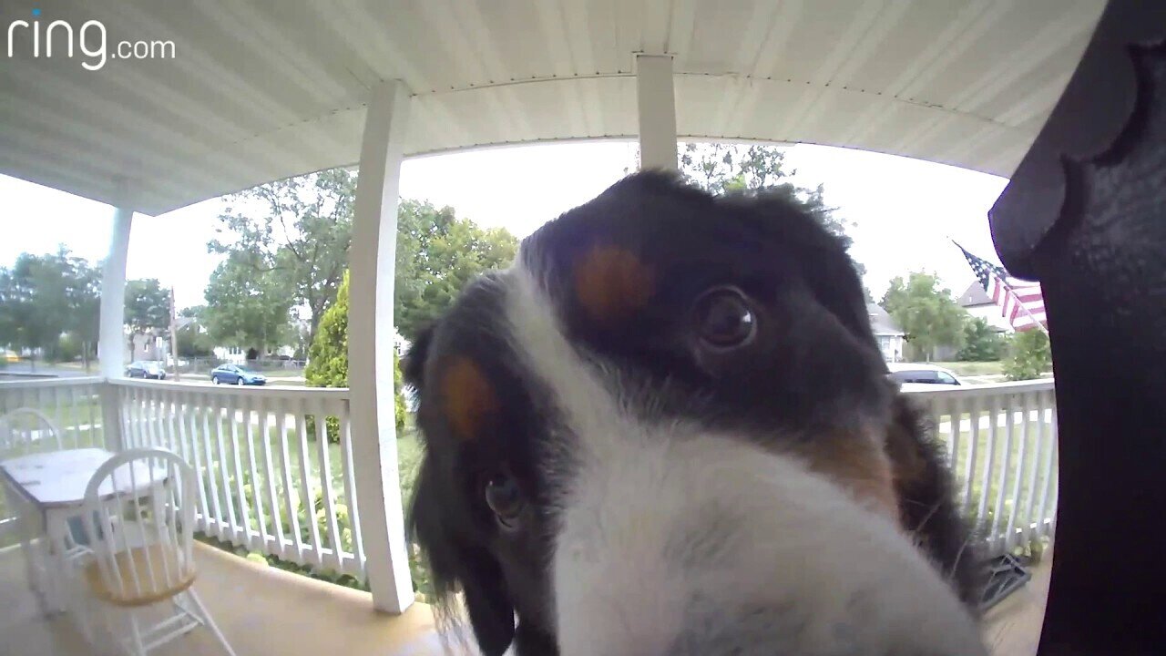 Minnesota Dog Returns Home, Rings Doorbell Camera To Be Let Inside