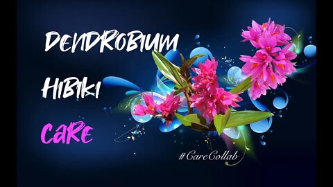 DENDROBIUM HIBIKI CARE BY THE MED IN SELF-WATERING & LECA #CareCollab