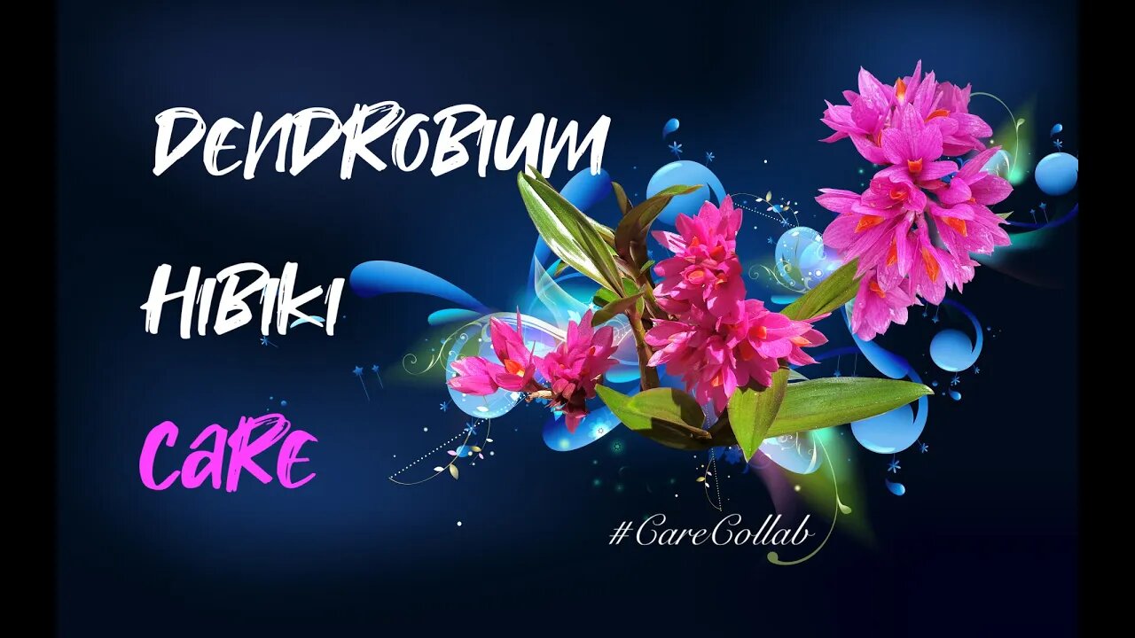 DENDROBIUM HIBIKI CARE BY THE MED IN SELF-WATERING & LECA #CareCollab