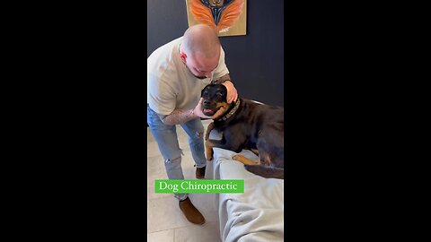 Dog Chiropractic