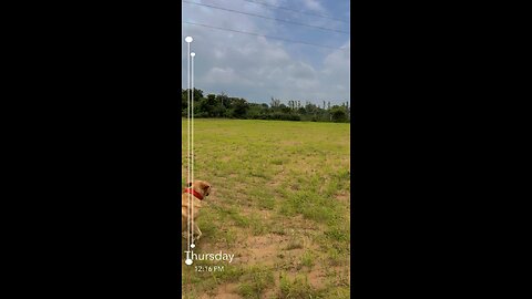 Dog playing with ball