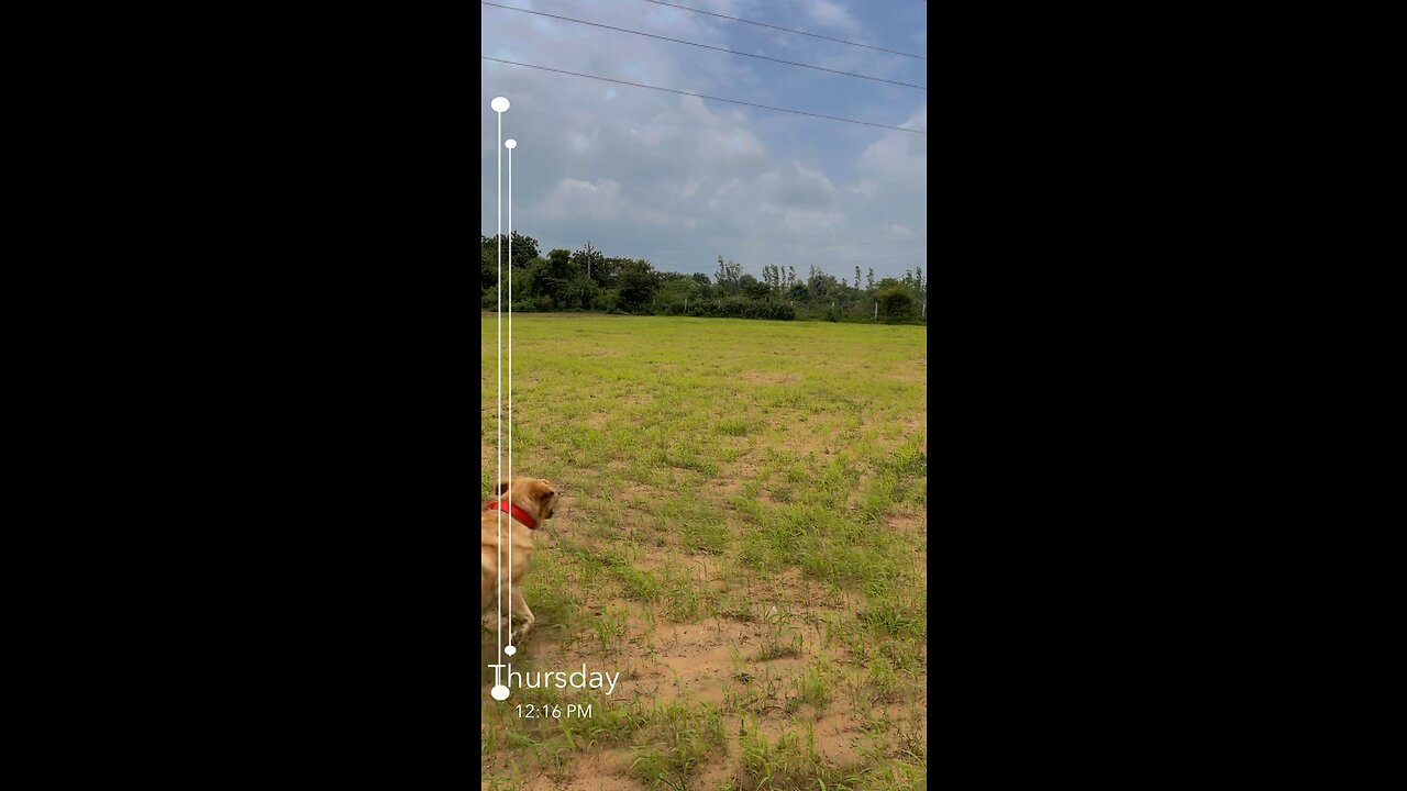 Dog playing with ball