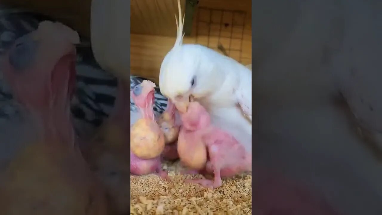 It is said that Dad Bird is biased, but the video proves that he is not biased