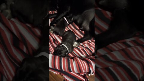 Canecorso puppies