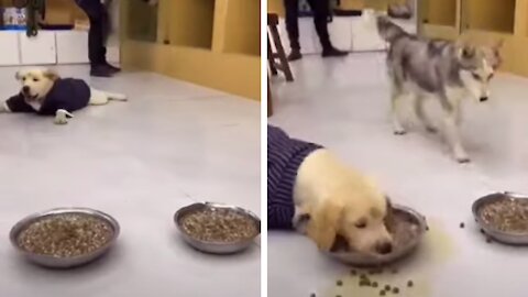 Greedy Dog Eats All The Food & Can't Contain Excitement!