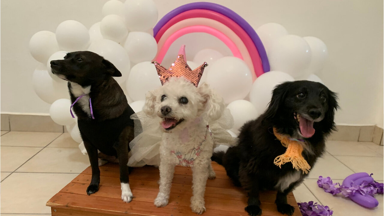 WATCH: Maltese Poodle's 18th Birthday Party (1)