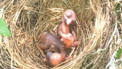 Des oisillons nouveaux-nés sauvés de la mort par leurs parents ~ UNE GRANDE LEÇON AUX HUMAINS