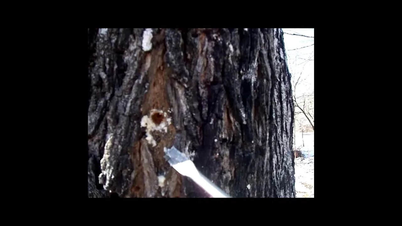 Tapping Maple Trees