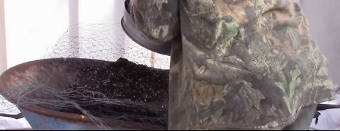 Cleaning Out Cannabis Grow Holes. (Reusing Soil Outdoors)