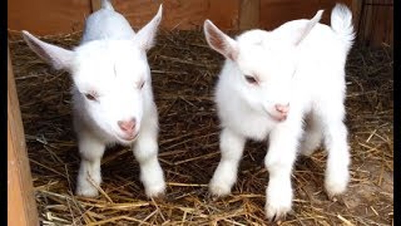 Cute Baby Goats - A Cutest And Funny Goats Baby Videos Compilation|| NEW HD