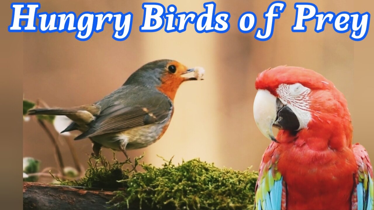 🕊️🐦Hungry Birds Very sad🌍💯