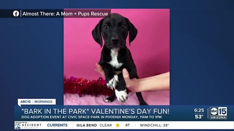 The BULLetin Board: 'Bark in the Park'