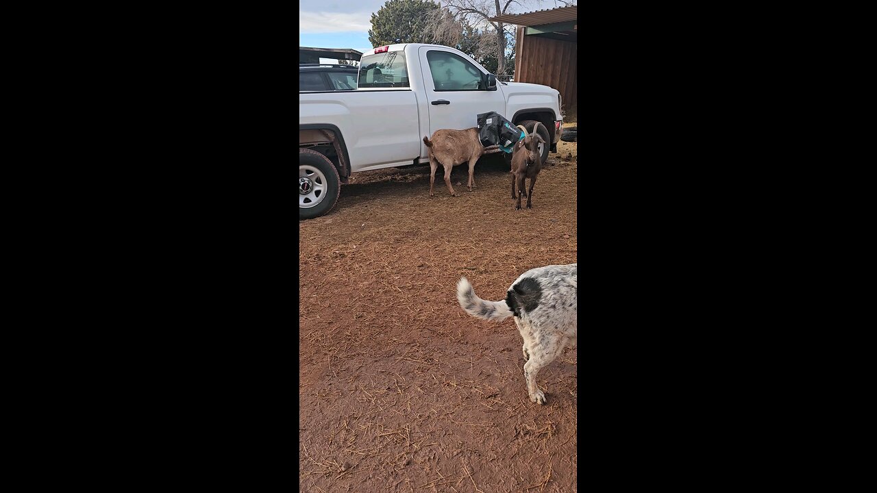 Goat got his head stuck in the feed bag