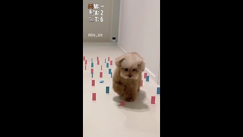 funny dog video game 😂😂