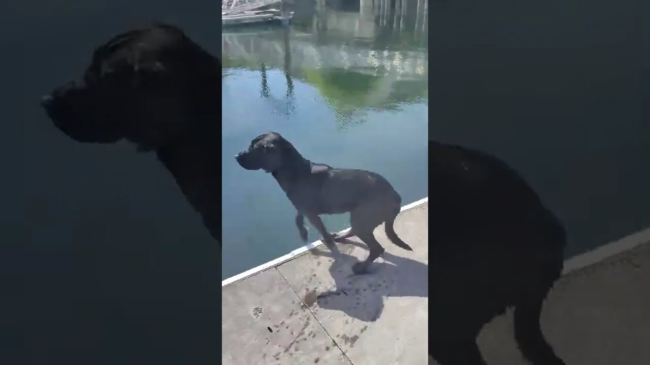 Bo the big black bastard hunts a goose