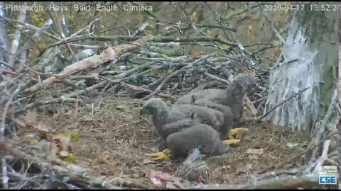Hays Eagles H11 does a stick carry 2020 04 17 151pm