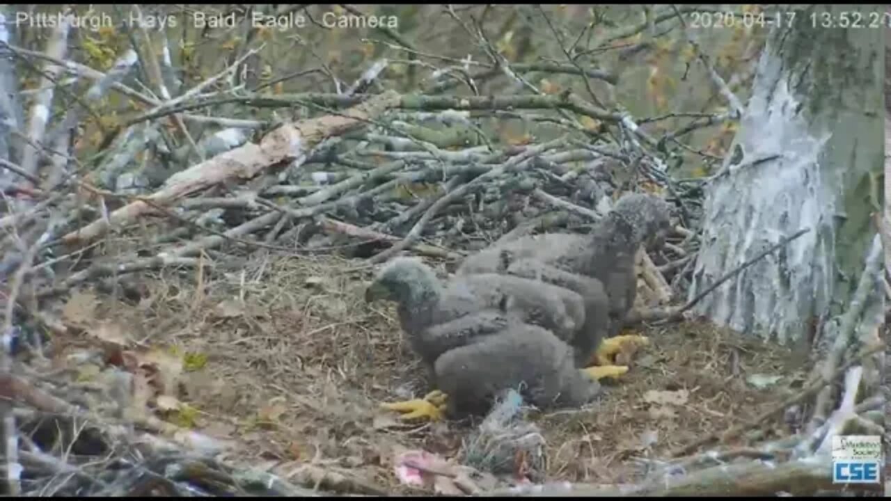 Hays Eagles H11 does a stick carry 2020 04 17 151pm