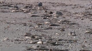 Harmful red tide algal blooms creeping down the Gulf Coast.