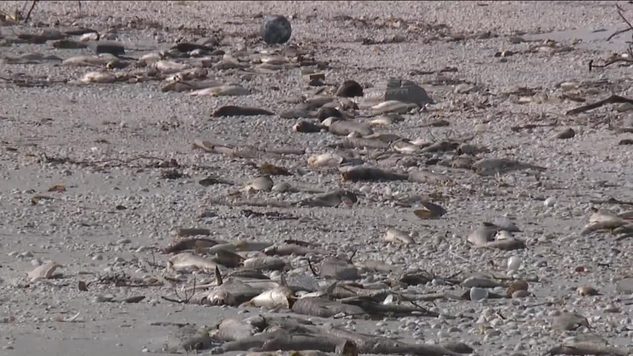 Harmful red tide algal blooms creeping down the Gulf Coast.