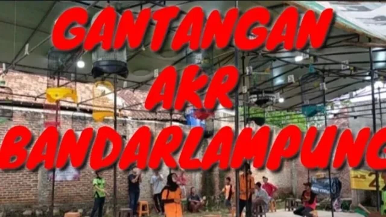 GANTANG BURUNG LOVEBIRD AKR TANJUNG SENENG BANDARLAMPUNG, Lb Bebas Aksi Yakuza B Loss Gantangan