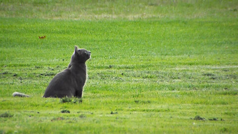 Cat At The Park