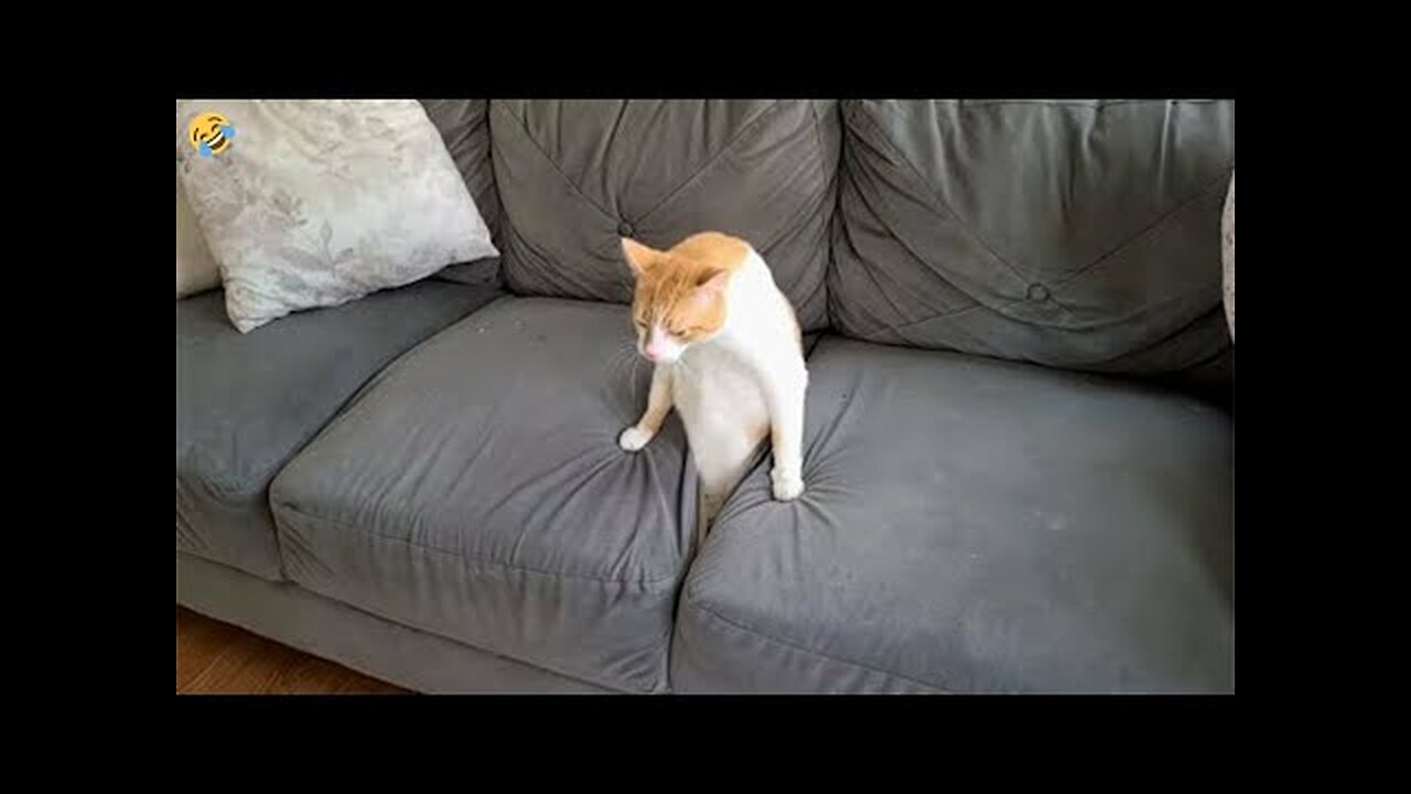 Funny Cats and Dogs || Other animals