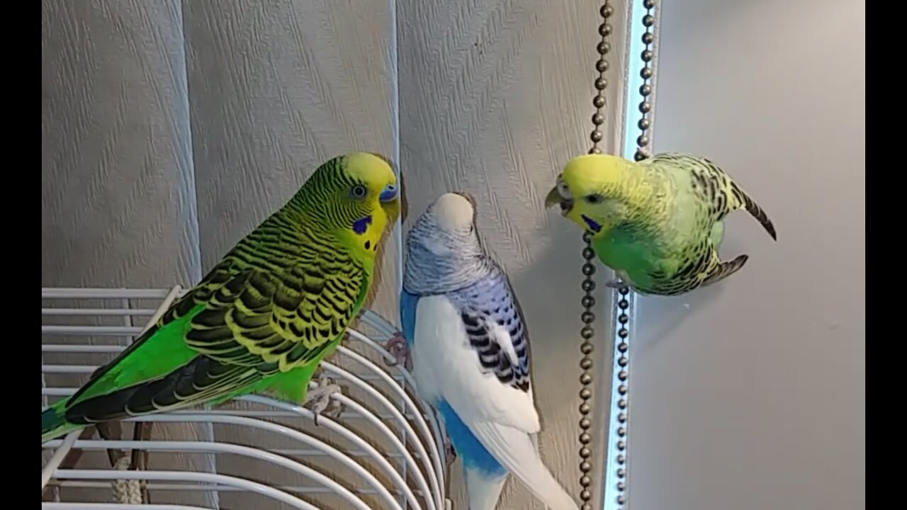 Curtain call for budgies