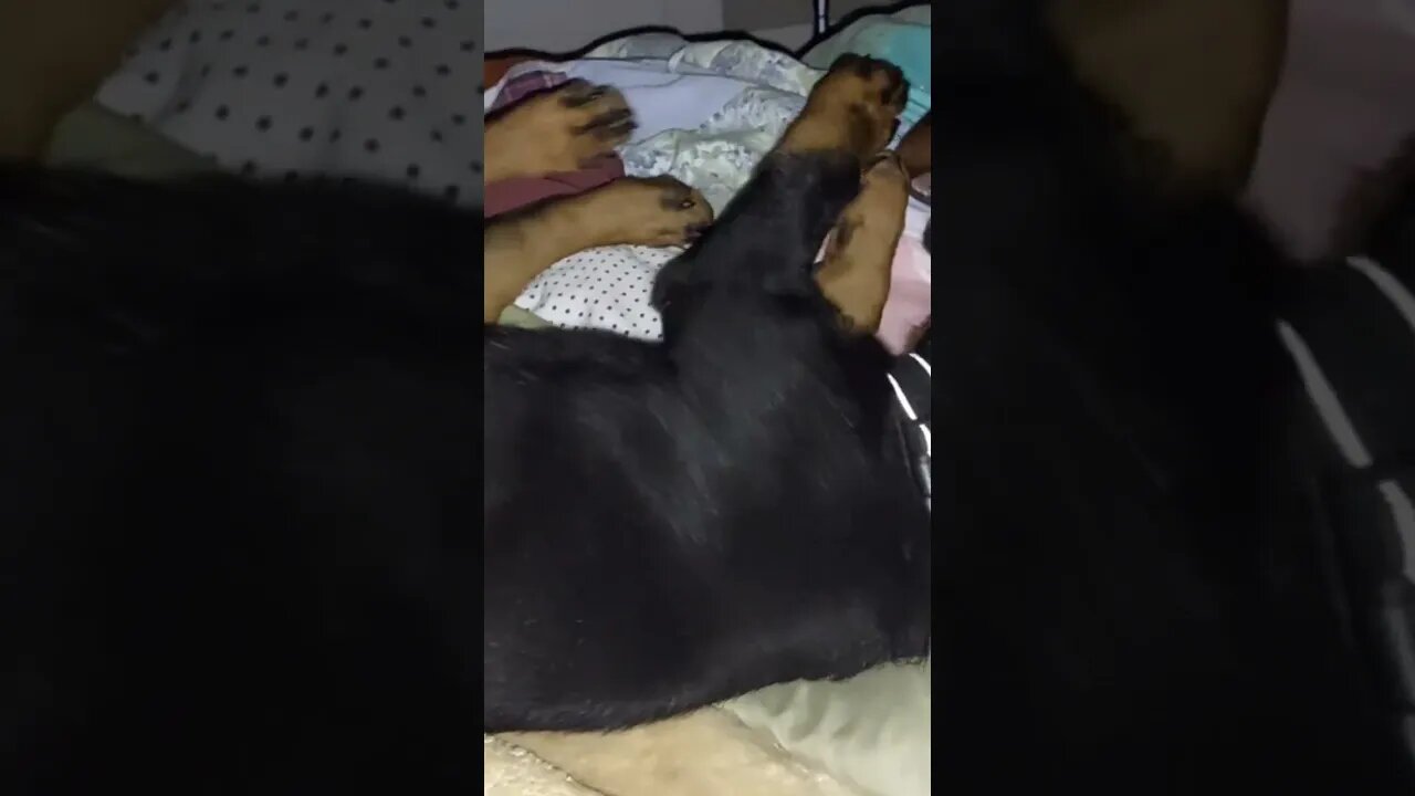 Rottweilers - After A Day Of Eddie, Faye & Renovations, I Just Want To Sleep. Good Luck!