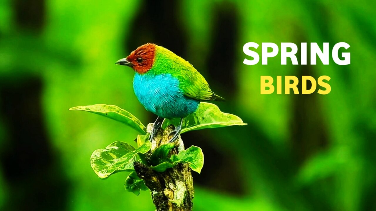 Spring Birds | Beautiful Bird Scenes And Sounds|