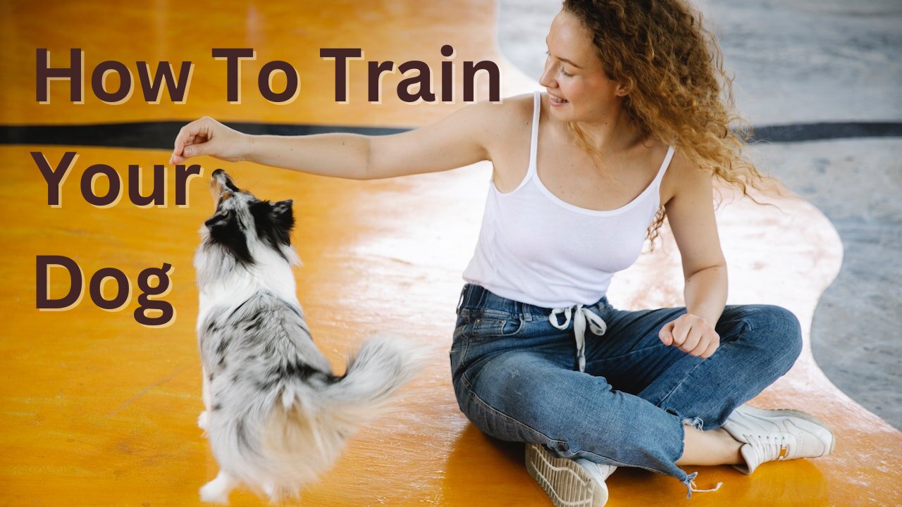 Get Dog Training Tricks | Learn Dog Training Basics