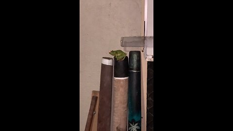 My ￼Pet Frog Live In A Didgeridoo