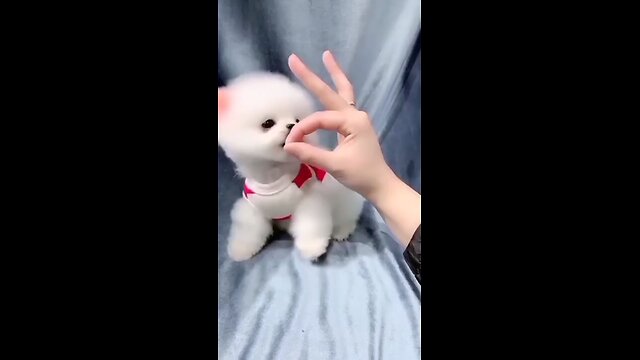 Cute 🥰 dog 🐕