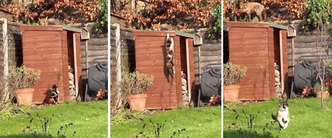 Cat sniffing around until she found a sleeping fox